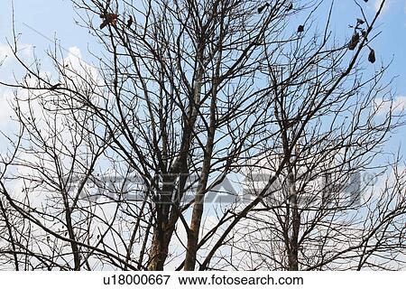 Bare trees in a forest, Jim Corbett National Park, Nainital, Uttarakhand, India View Large Photo Image Stock Photo - Bare trees in a forest, Jim Corbett National Park, Nainital, Uttarakhand, India. Fotosearch