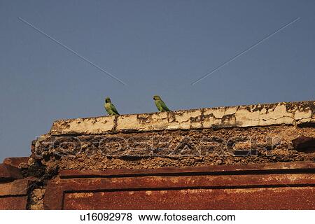 Stock Photo - Birds perching on a wall, Fatehpur Sikri, Agra, Uttar Pradesh, India. Fotosearch