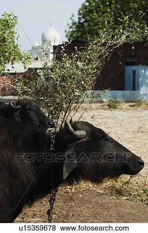 Buffaloes with the mausoleum in the background, Taj Mahal, Agra, Uttar Pradesh, India View Large Photo Image Stock Photo - Buffaloes with the mausoleum in the background, Taj Mahal, Agra, Uttar Pradesh, India. Fotosearch