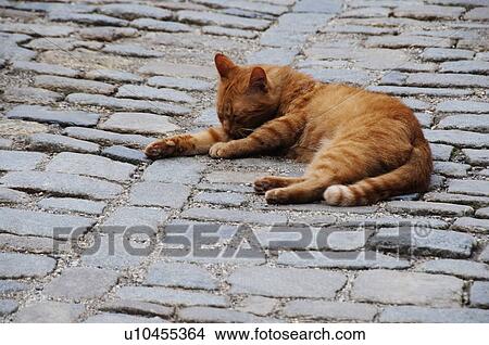 Cat sleeping in a street, Cesky Krumlov, South Bohemian Region, Czech Republic View Large Photo Image Picture - Cat sleeping in a street, Cesky Krumlov, South Bohemian Region, Czech Republic. Fotosearch