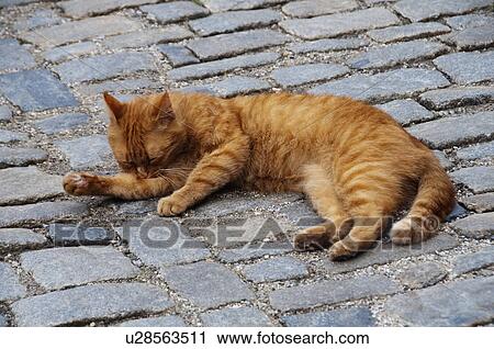 Stock Image - Cat sleeping in a street, Cesky Krumlov, South Bohemian Region, Czech Republic. Fotosearch