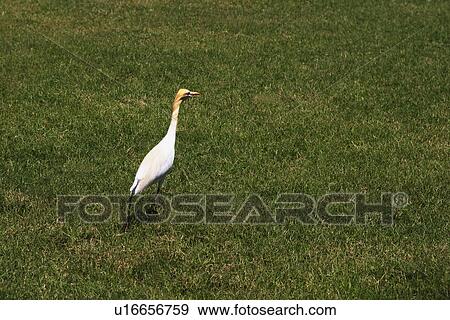 Cattle egret (Bubulcus ibis) in a lawn, Sikandra, Agra, Uttar Pradesh, India View Large Photo Image Stock Photo - Cattle egret (Bubulcus ibis) in a lawn, Sikandra, Agra, Uttar Pradesh, India. Fotosearch