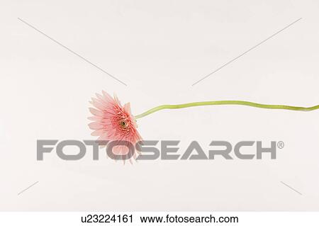 Close-up of a daisy flower View Large Photo Image Stock Image - Close-up of a daisy flower. Fotosearch