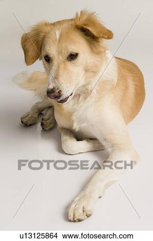 Picture - Close-up of a dog. Fotosearch