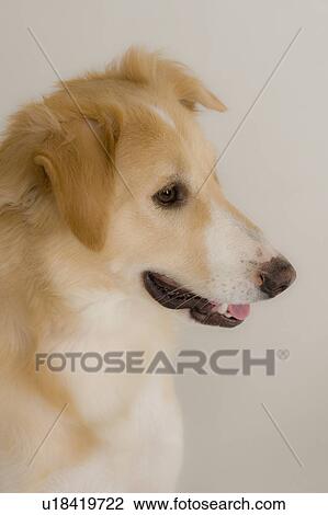 Close-up of a dog View Large Photo Image Stock Image - Close-up of a dog. Fotosearch
