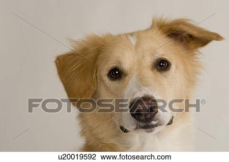 Stock Image - Close-up of a dog. Fotosearch