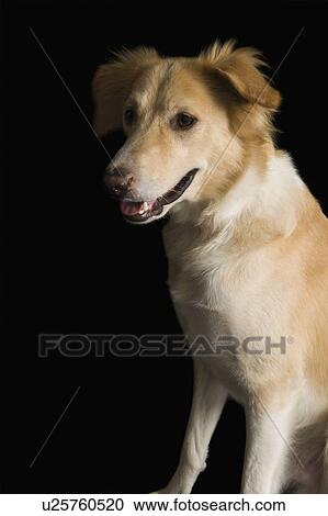 Close-up of a dog View Large Photo Image Stock Image - Close-up of a dog. Fotosearch