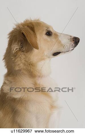 Close-up of a dog View Large Photo Image Stock Photo - Close-up of a dog. Fotosearch