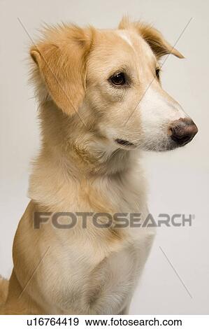 Close-up of a dog View Large Photo Image Stock Photo - Close-up of a dog. Fotosearch