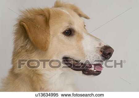 Stock Photography - Close-up of a dog. Fotosearch