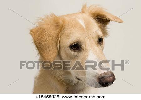 Close-up of a dog View Large Photo Image Stock Photography - Close-up of a dog. Fotosearch