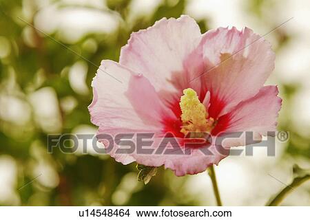 Close-up of a flower, Jim Corbett National Park, Nainital, Uttarakhand, India View Large Photo Image Picture - Close-up of a flower, Jim Corbett National Park, Nainital, Uttarakhand, India. Fotosearch