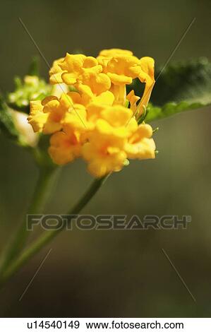 Stock Photo - Close-up of a flower, New Delhi, India. Fotosearch