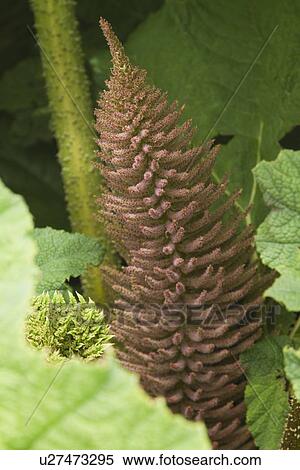 Stock Photography - Close-up of a flower on plant. Fotosearch
