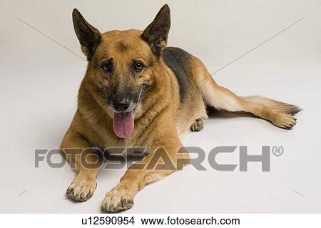 Close-up of a German Shepherd dog View Large Photo Image Picture - Close-up of a German Shepherd dog. Fotosearch