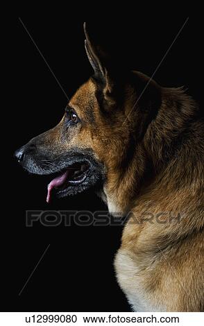 Close-up of a German Shepherd dog View Large Photo Image Stock Image - Close-up of a German Shepherd dog. Fotosearch