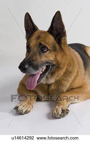 Close-up of a German Shepherd dog View Large Photo Image Stock Image - Close-up of a German Shepherd dog. Fotosearch