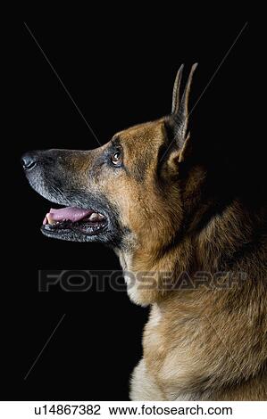 Stock Image - Close-up of a German Shepherd dog. Fotosearch