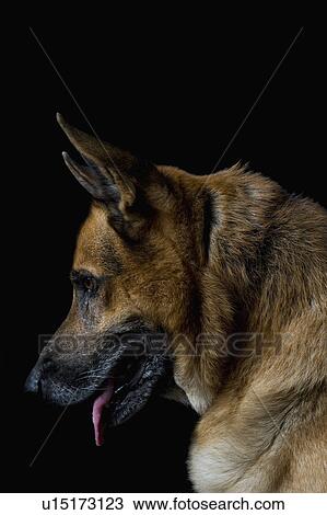 Stock Image - Close-up of a German Shepherd dog. Fotosearch