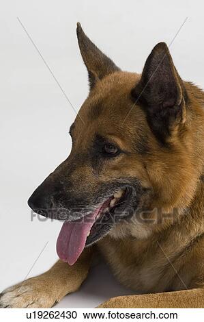 Stock Image - Close-up of a German Shepherd dog. Fotosearch