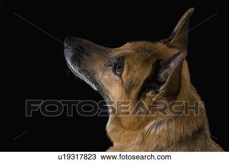 Close-up of a German Shepherd dog View Large Photo Image Stock Image - Close-up of a German Shepherd dog. Fotosearch