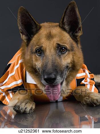 Stock Image - Close-up of a German Shepherd dog. Fotosearch