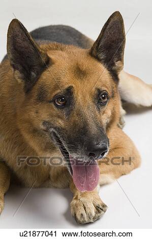 Stock Image - Close-up of a German Shepherd dog. Fotosearch
