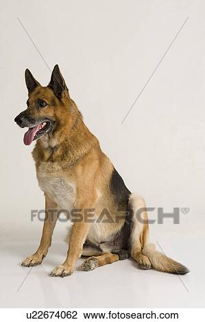 Stock Image - Close-up of a German Shepherd dog. Fotosearch