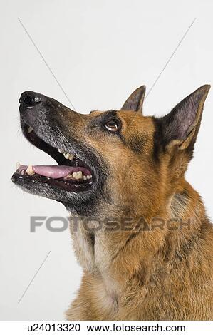 Close-up of a German Shepherd dog View Large Photo Image Stock Image - Close-up of a German Shepherd dog. Fotosearch