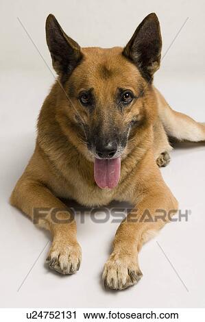 Close-up of a German Shepherd dog View Large Photo Image Stock Image - Close-up of a German Shepherd dog. Fotosearch