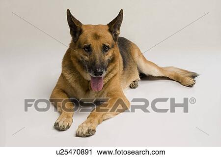 Stock Image - Close-up of a German Shepherd dog. Fotosearch