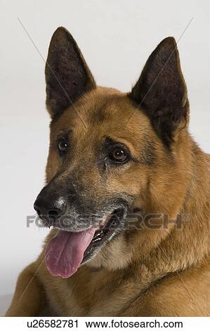 Close-up of a German Shepherd dog View Large Photo Image Stock Image - Close-up of a German Shepherd dog. Fotosearch