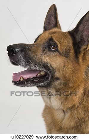 Close-up of a German Shepherd dog View Large Photo Image Stock Photo - Close-up of a German Shepherd dog. Fotosearch