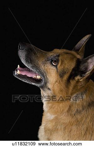 Close-up of a German Shepherd dog View Large Photo Image Stock Photo - Close-up of a German Shepherd dog. Fotosearch