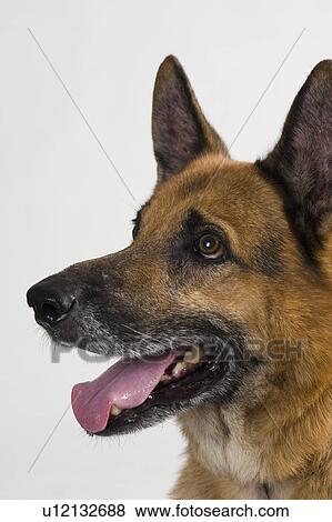 Stock Photo - Close-up of a German Shepherd dog. Fotosearch