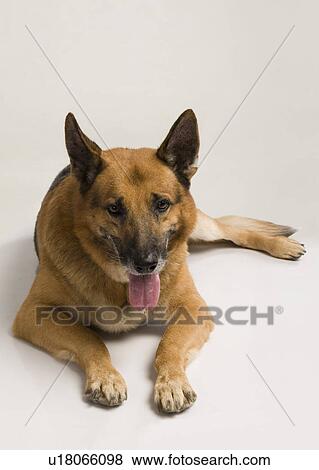 Close-up of a German Shepherd dog View Large Photo Image Stock Photo - Close-up of a German Shepherd dog. Fotosearch