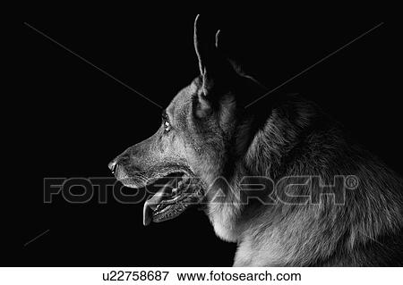 Stock Photo - Close-up of a German Shepherd dog. Fotosearch