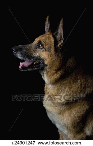 Stock Photo - Close-up of a German Shepherd dog. Fotosearch