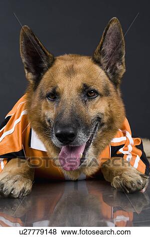 Stock Photo - Close-up of a German Shepherd dog. Fotosearch