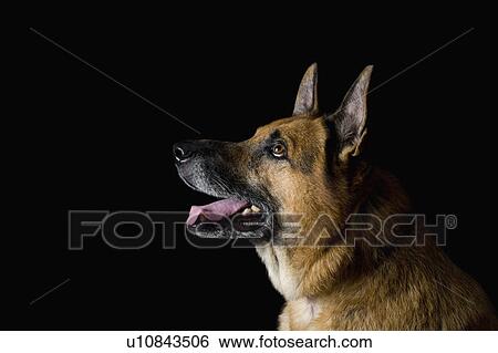 Stock Photograph - Close-up of a German Shepherd dog. Fotosearch