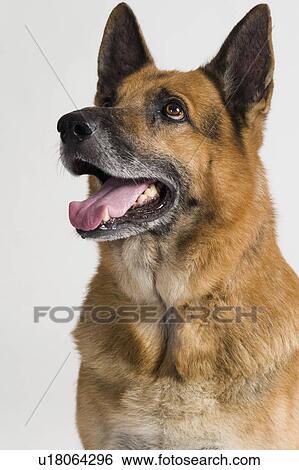 Stock Photograph - Close-up of a German Shepherd dog. Fotosearch