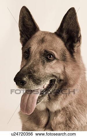 Stock Photograph - Close-up of a German Shepherd dog. Fotosearch