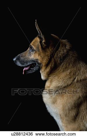 Close-up of a German Shepherd dog View Large Photo Image Stock Photograph - Close-up of a German Shepherd dog. Fotosearch