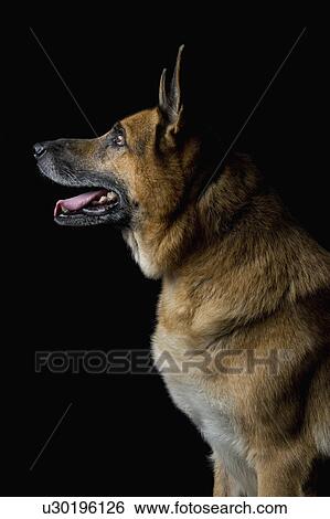 Stock Photograph - Close-up of a German Shepherd dog. Fotosearch