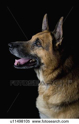 Stock Photography - Close-up of a German Shepherd dog. Fotosearch