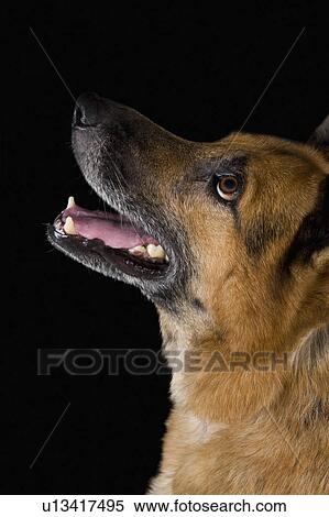 Stock Photography - Close-up of a German Shepherd dog. Fotosearch