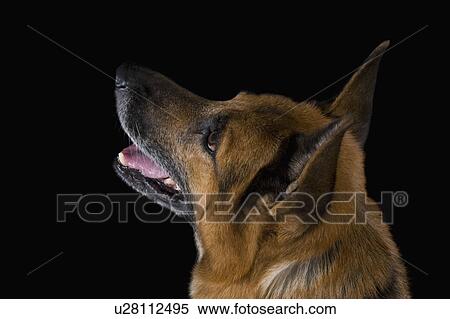 Stock Photography - Close-up of a German Shepherd dog. Fotosearch
