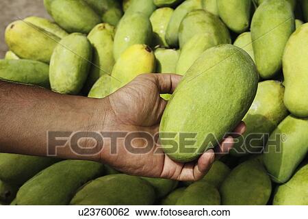 Close-up of a man's hand holding a mango View Large Photo Image Stock Image - Close-up of a man's hand holding a mango. Fotosearch