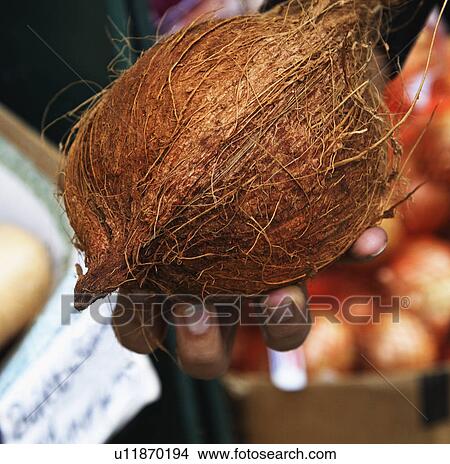 Picture - Close-up of a person's hand holding a coconut, Republic of Ireland. Fotosearch