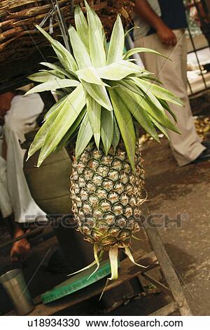 Close-up of a pineapple hanging at a stall, Jim Corbett National Park, Nainital, Uttarakhand, India View Large Photo Image Stock Image - Close-up of a pineapple hanging at a stall, Jim Corbett National Park, Nainital, Uttarakhand, India. Fotosearch